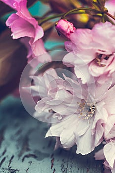 Rustic style Spring background with pink Japanese cherry blossom close up