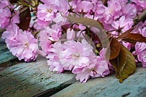 Rustic style Spring background with pink Japanese cherry blossom close up