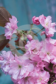 Rustic style Spring background with pink Japanese cherry blossom close up