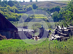 Rustic summer landscape,summer walk of a yellow dog