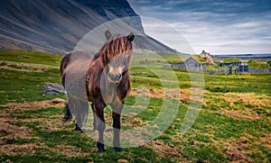 Rustic summer scene with developed from ponies - Icelandic horses.