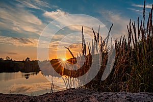 Rustic Sundown: Reeds Against the Setting Sun