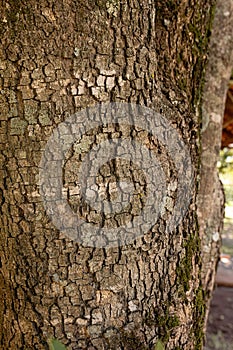 rustic texture of cracked bark of a tree