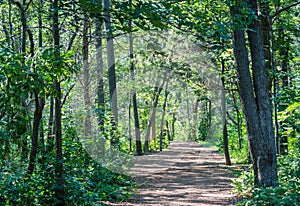 Rustic trail through lush forest in Massachusetts