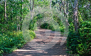 Rustic trail through lush forest in Massachusetts