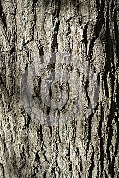 Rustic tree bark texture background pattern