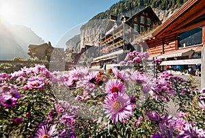 Rustic village with flower blooming, wooden hotel and waterfall flowing from the mountain in Lauterbrunnen, Switzerland