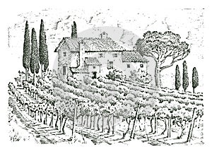 Rustic vineyard. rural landscape with houses. solar tuscany background. fields and cypress trees. harvesting and