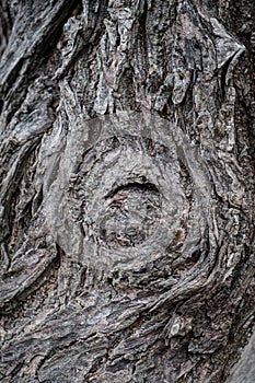 Rustic vintage Old Wood Tree bark Texture Background