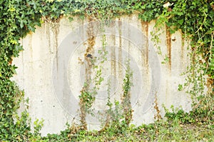 Rustic wall surrounded by green leaves