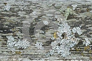 Rustic weathered barn wood full of lichen and moss