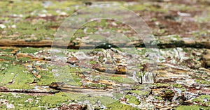 Rustic and weathered paint on wood low depth of field photo