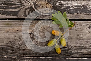 Rustic weathered wood background with acorns and cones fall decoration