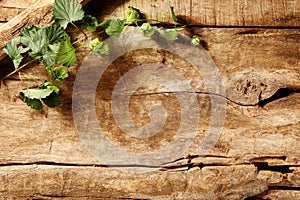 Rustic weathered wood background with greenery