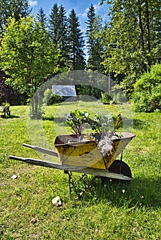 Rustic wheelbarrow with plants in a garden