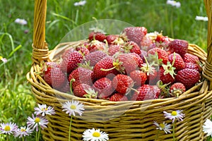 Rustic wicker basket with juicy ripe strawberries