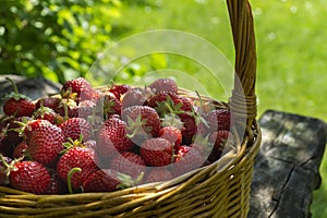 Rustic wicker basket with juicy ripe strawberries