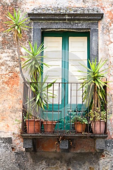 Rustic Window with plants