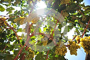 Rustic Wineyard whith White grapes in Ica, Peru, \