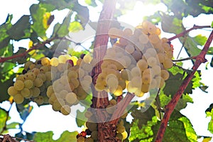 Rustic Wineyard whith White grapes in Ica, Peru, \