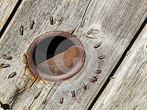 Rustic wood abstract of sunburst