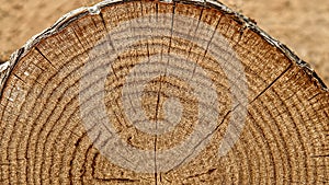 Wood Log Ring Texture
