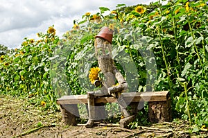 Rustic wood and flowerpot man in sunflower field, Hampshire