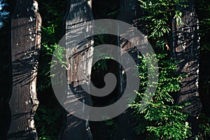 Rustic wood hedge with green plants, natural background texture