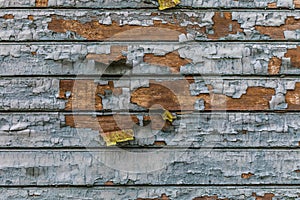 Rustic wood texture with natural patterns surface as background