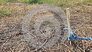 Rustic wooden bamboo stakes tied with blue rope stucked on ground and gras outdoor