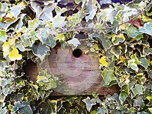 Rustic Wooden Bird House, Surrounded By Ivy, In An English Country Garden