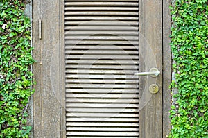 Rustic wooden door with green leaves. Creative wall with nature plants and an old door.