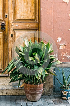 Rustic wooden door of a rural house with flower pots at the entrance