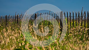 Rustic wooden fence in field of green white and yellow wild plants