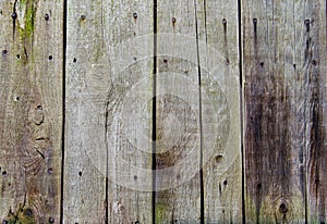 Rustic wooden fence texture background of green