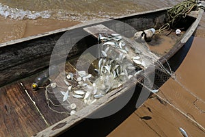 Rustic wooden fishing boat with some sardines on brown sand by the sea at Barra Grande, Camamu Bay, Brazil