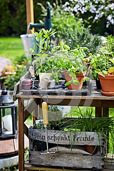 Rustic wooden garden table with potted plants