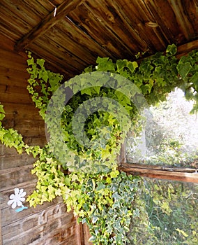 Rustic Wooden Shack, With Ivy Growing Inside