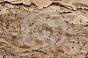 A rustic wooden surface of pine trees