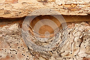 A rustic wooden surface of pine trees