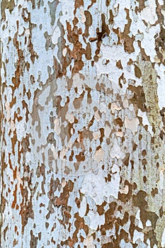 Rustic wooden texture in Hungary