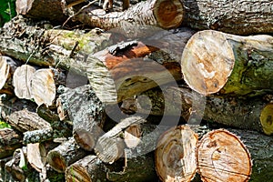 Rustic woodpile of firewood closeup. Abstract background