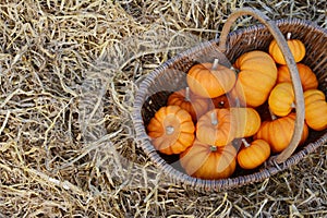 Rustic woven basket filled with harvest of mini pumpkins