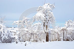 rustic yard with chain-link fence and snow-covered trees on a winter day