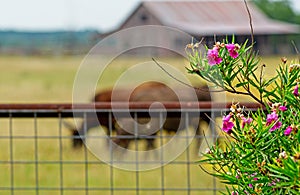 Rustin barn, meadow and longhorns serve as background for Texas Oleander