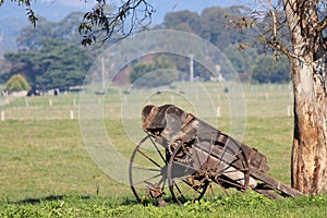 Rusting farm cart against tree