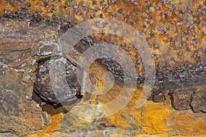 Rusting Jetty Parts: Textures and Shapes