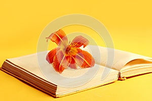 The rustle of old books is a pleasure: orange daylily flower on the pages of the book, yellow background, space for text