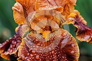 Rustler Orange Iris