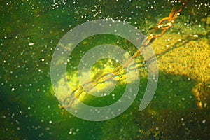 Rusty anchor chain underwater